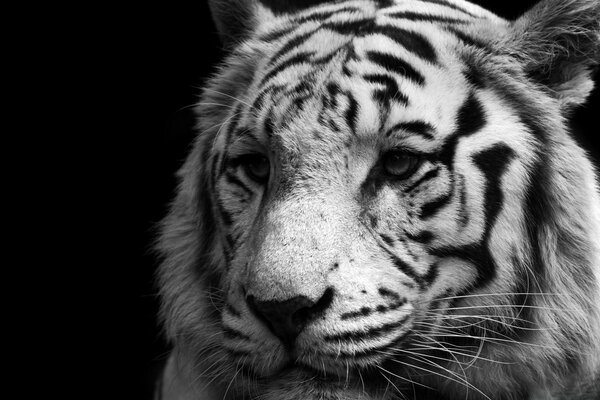 Beautiful cat tiger animal