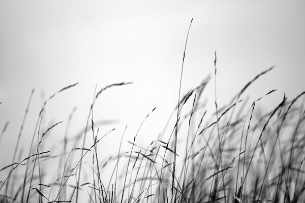 Até o amanhecer, parece preto branco grama, campo