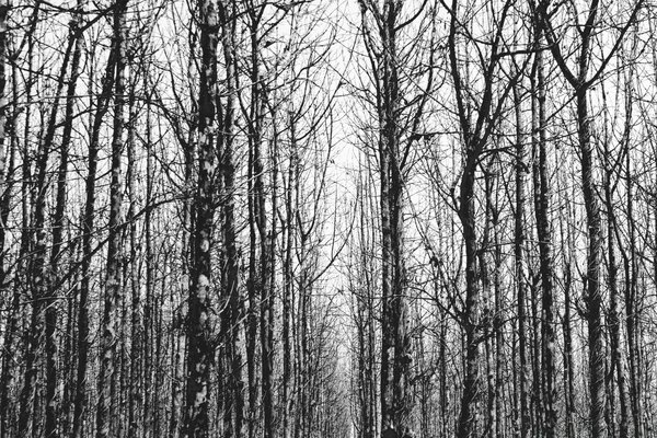 Bellissimo paesaggio di alberi in bianco e nero