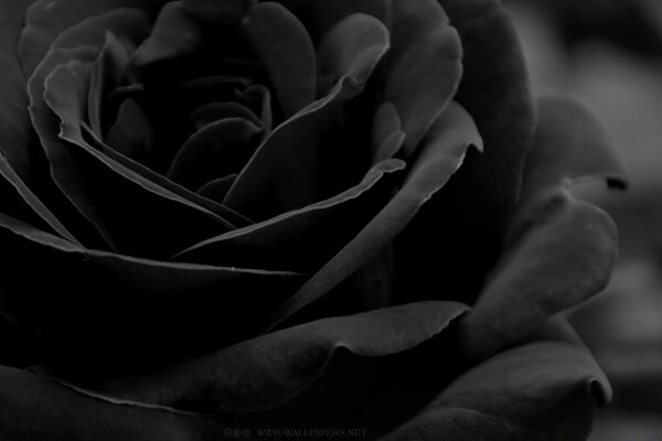 Monochrome Rose in Schwarz und Weiß