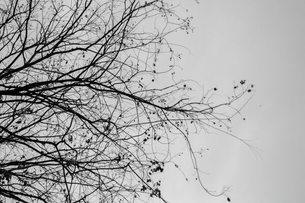 L albero in inverno è così nero