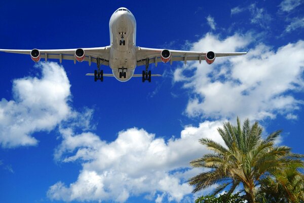 The plane flies over the palm tree and the sky