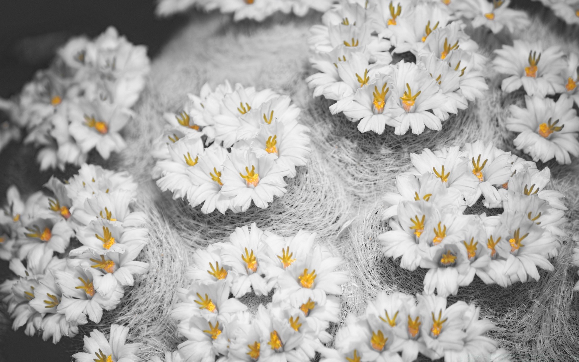 black and white flower flora nature floral season decoration leaf bright color desktop garden close-up blooming petal summer bouquet beautiful