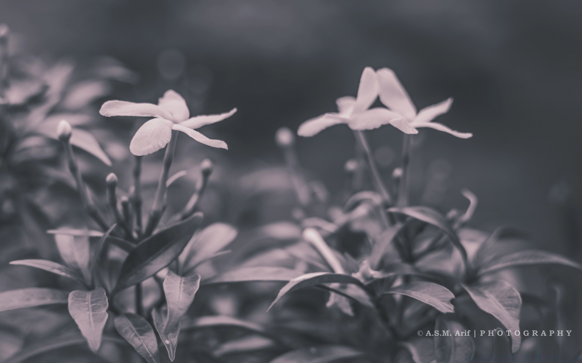 schwarz und weiß natur blatt sommer flora blume im freien hell gras unschärfe