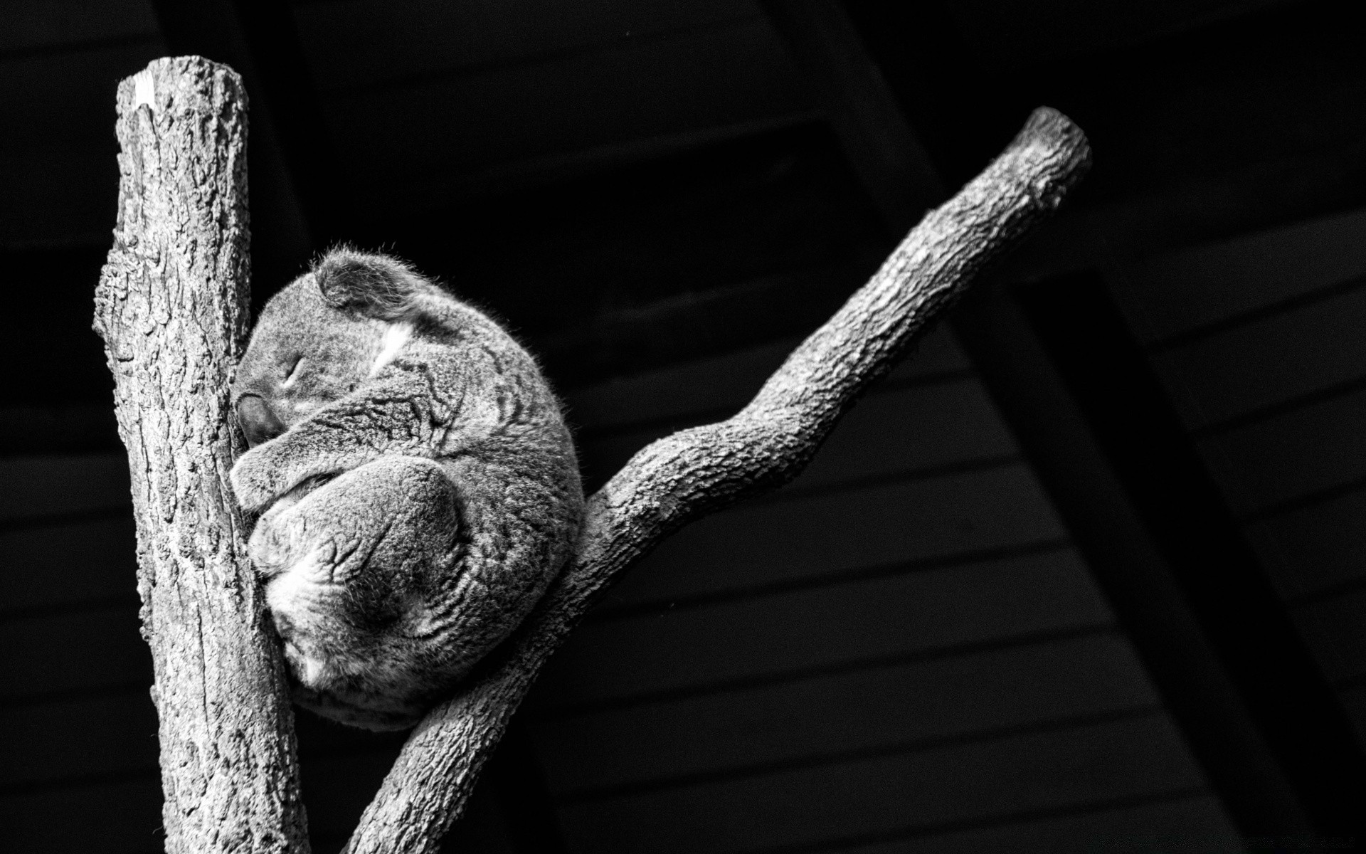 schwarz und weiß holz monochrom single natur porträt