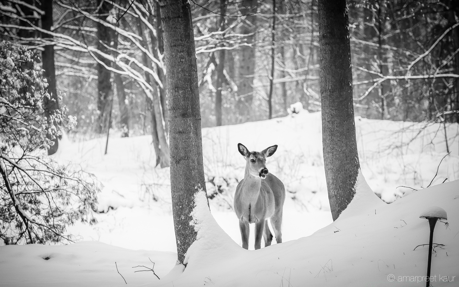 black and white snow winter wood cold tree frost monochrome frozen season deer nature