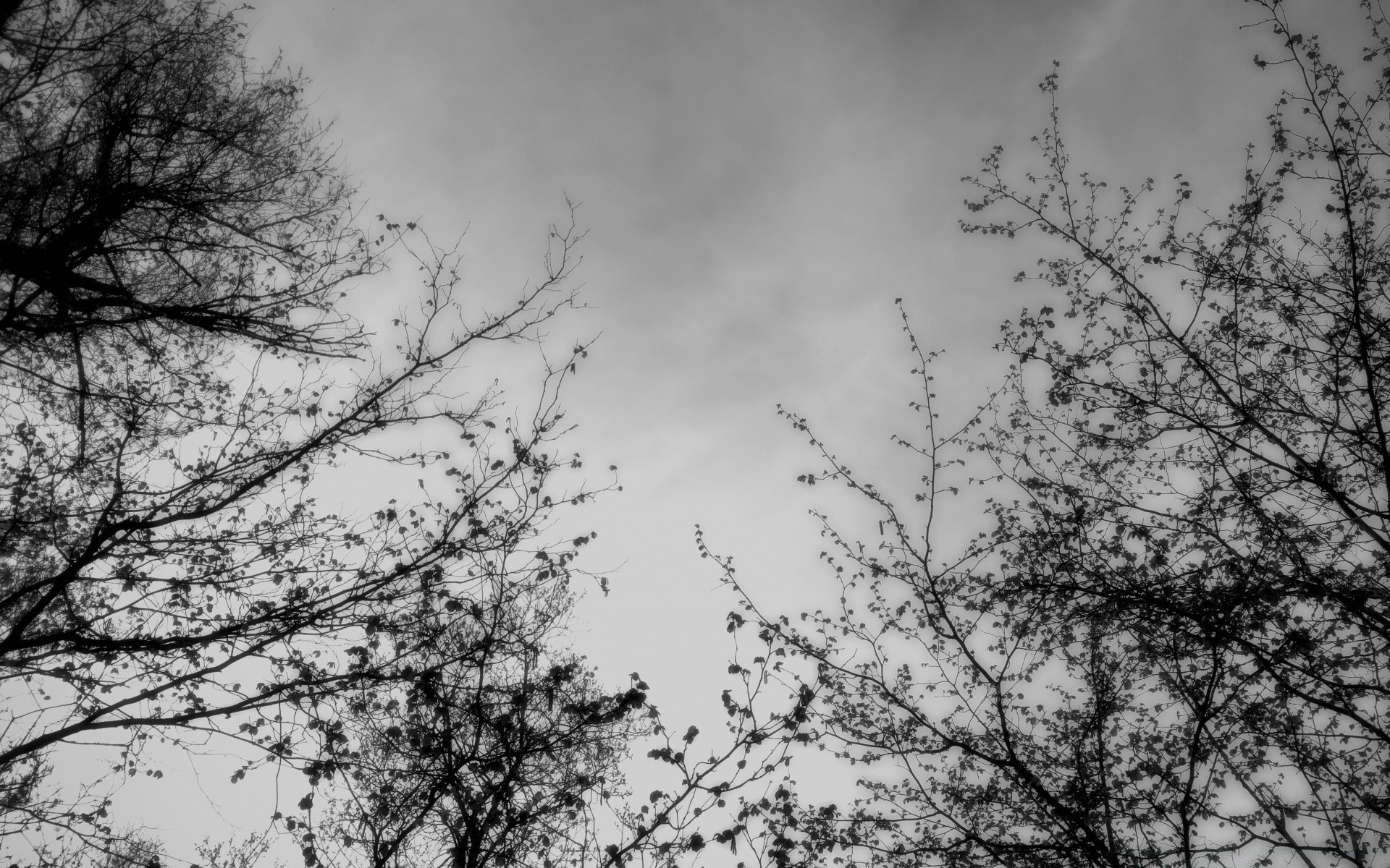 blanco y negro árbol rama naturaleza invierno madera paisaje hoja tiempo temporada nieve al aire libre escarcha frío niebla escritorio brillante