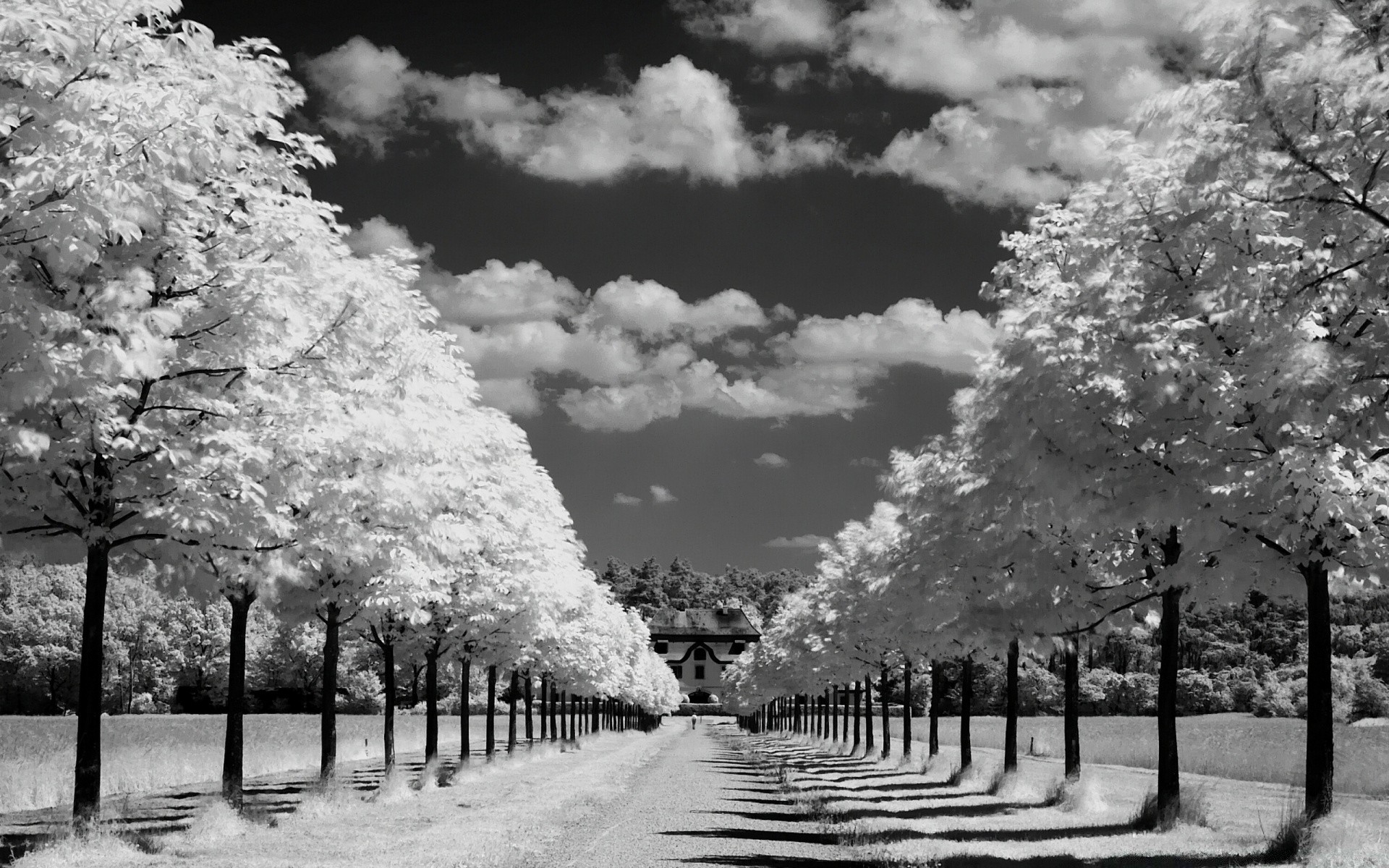 in bianco e nero a raggi infrarossi albero paesaggio neve parco inverno natura legno