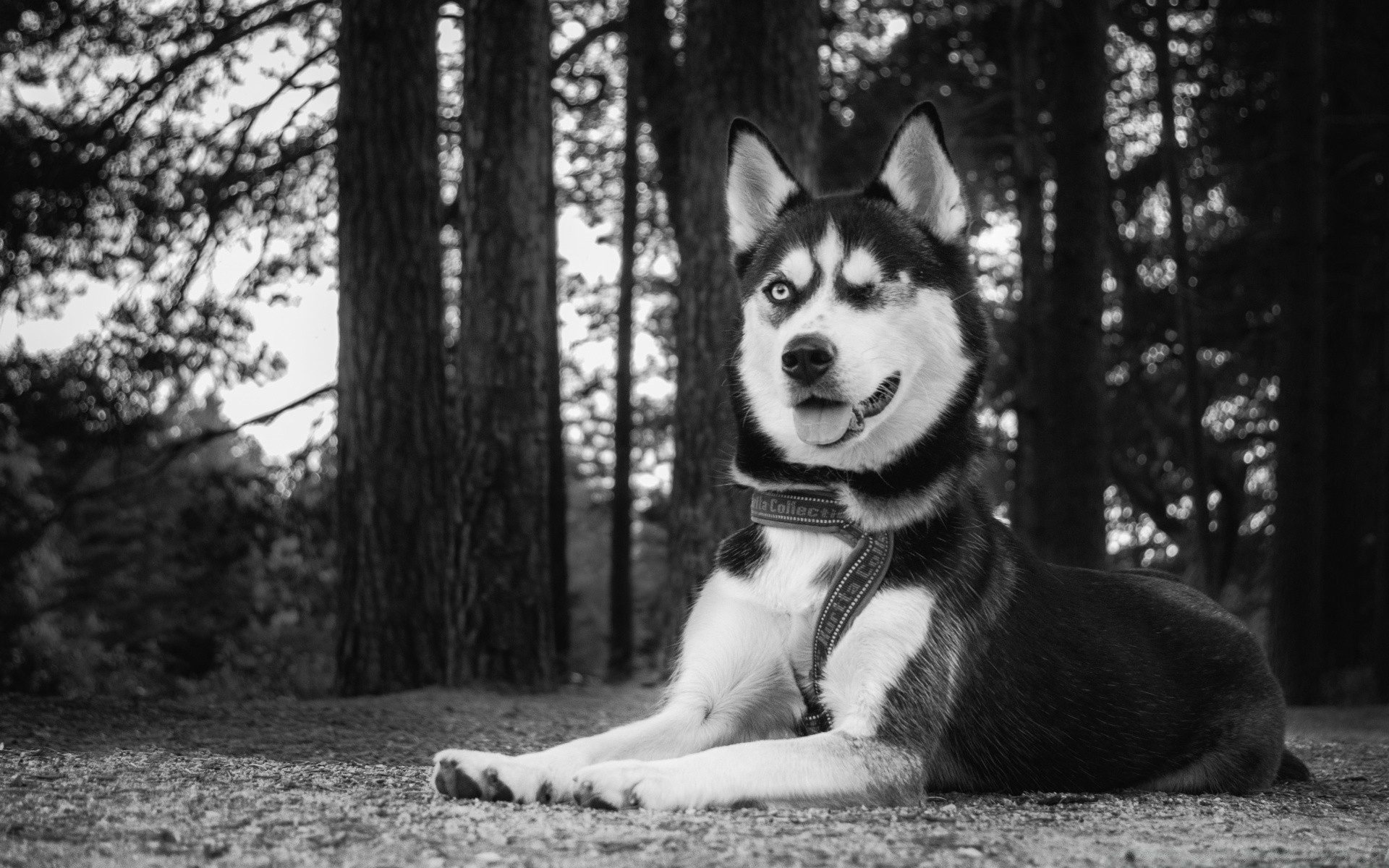 preto e branco canino cão retrato mamífero sozinho natureza trenó