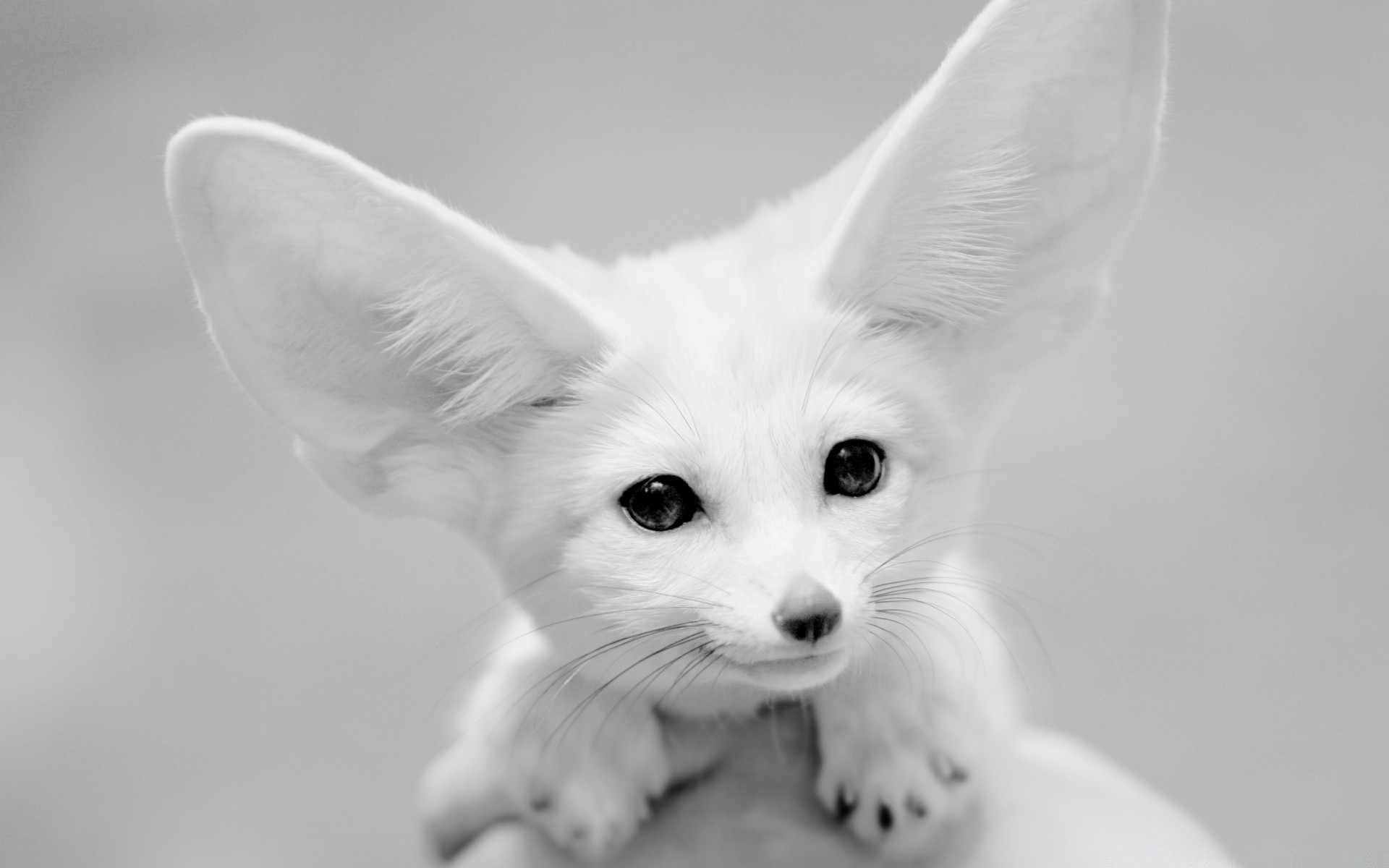 noir et blanc mignon animal petit animal de compagnie portrait jeune fourrure mammifère enfant oeil drôlement vers le bas domestique