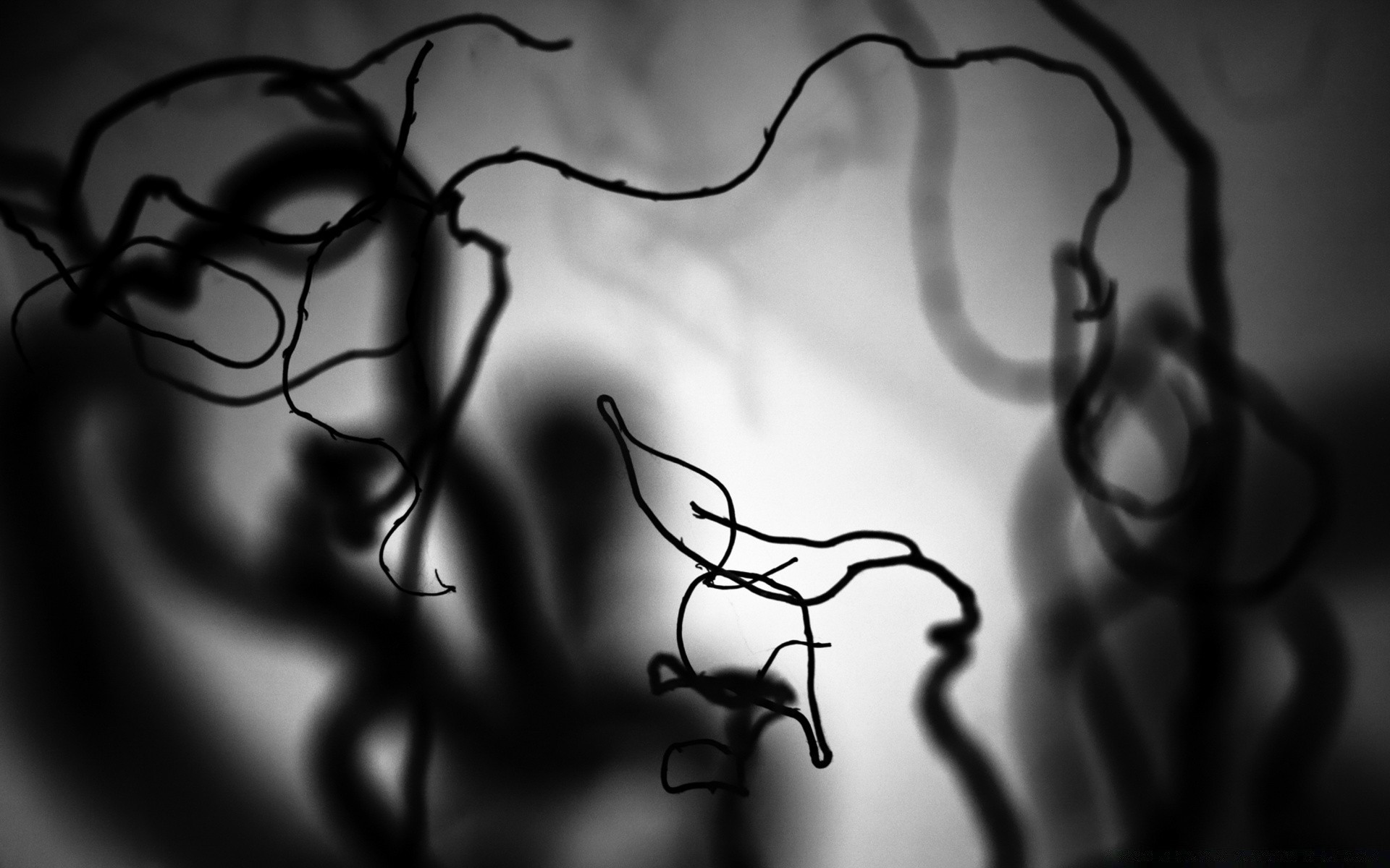 black and white art monochrome abstract silhouette desktop dark blur light line design color shadow beautiful