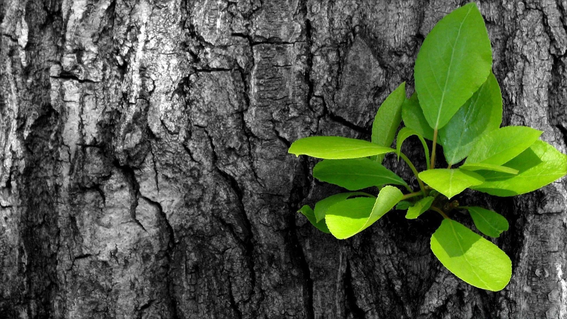 schwarz und weiß holz blatt natur flora wachstum umwelt desktop holz rinde im freien sommer schale kofferraum schließen textur