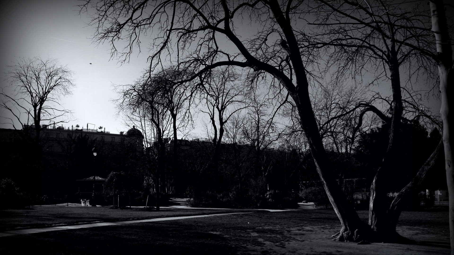 blanco y negro árbol paisaje otoño madera amanecer niebla naturaleza monocromo luz niebla invierno sombra parque oscuro