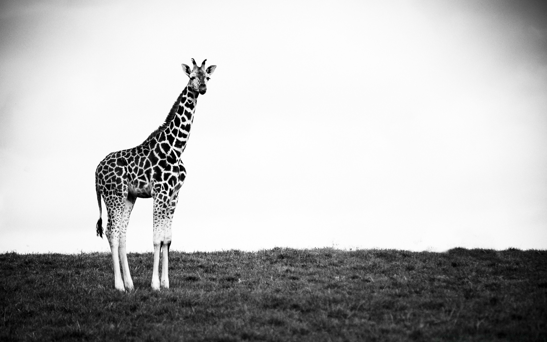 black and white giraffe mammal wildlife safari animal nature grass savanna one portrait side view outdoors wild grassland