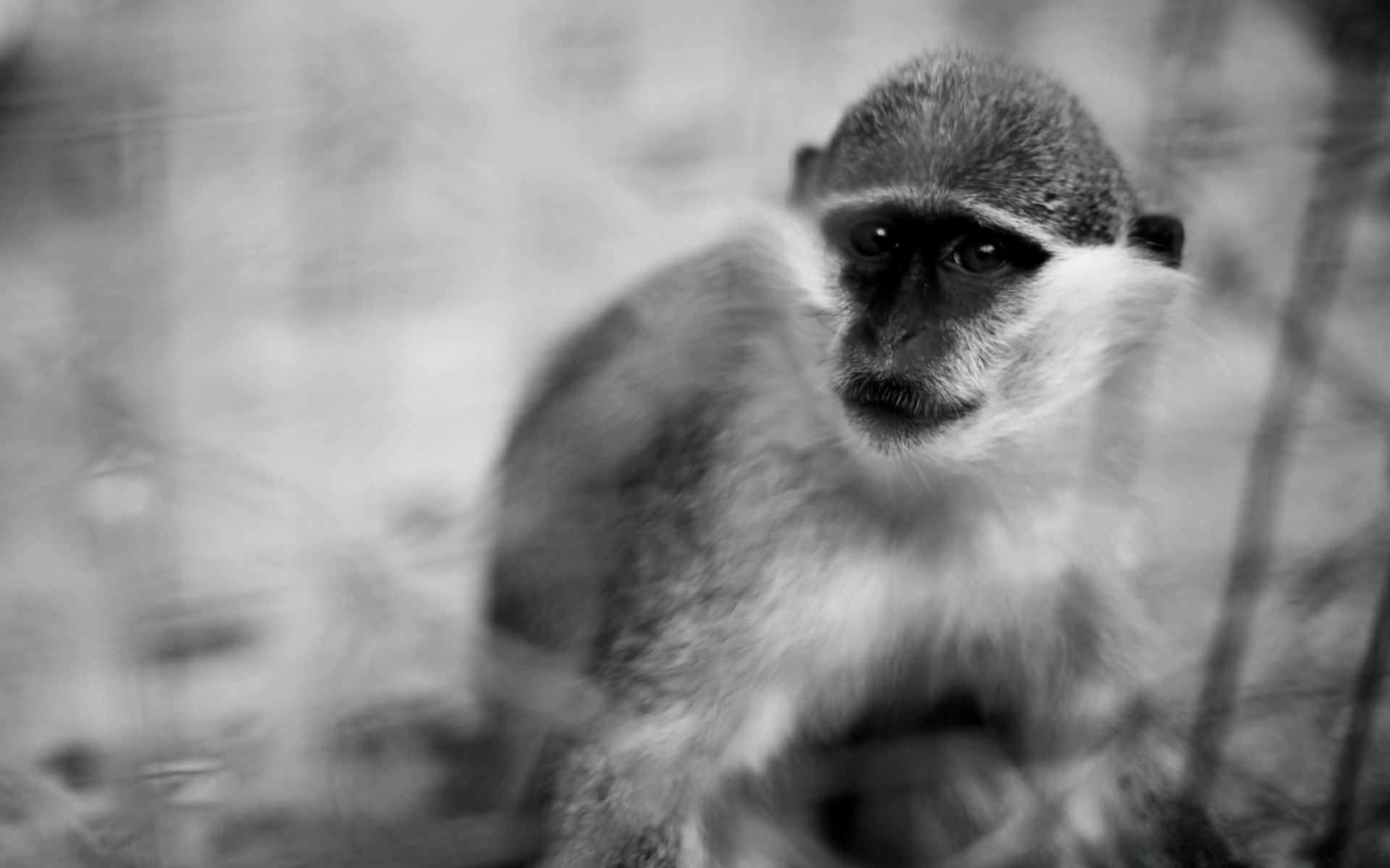 preto e branco retrato vida selvagem mamífero monocromático natureza animal olho