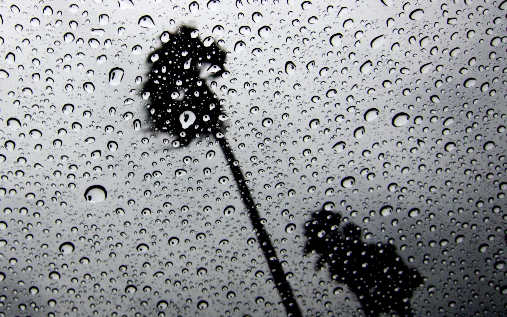 preto e branco chuva molhado gota gotas bolha orvalho respingo água limpo turquesa líquido gotas claro chuva lavar limpar suave beber