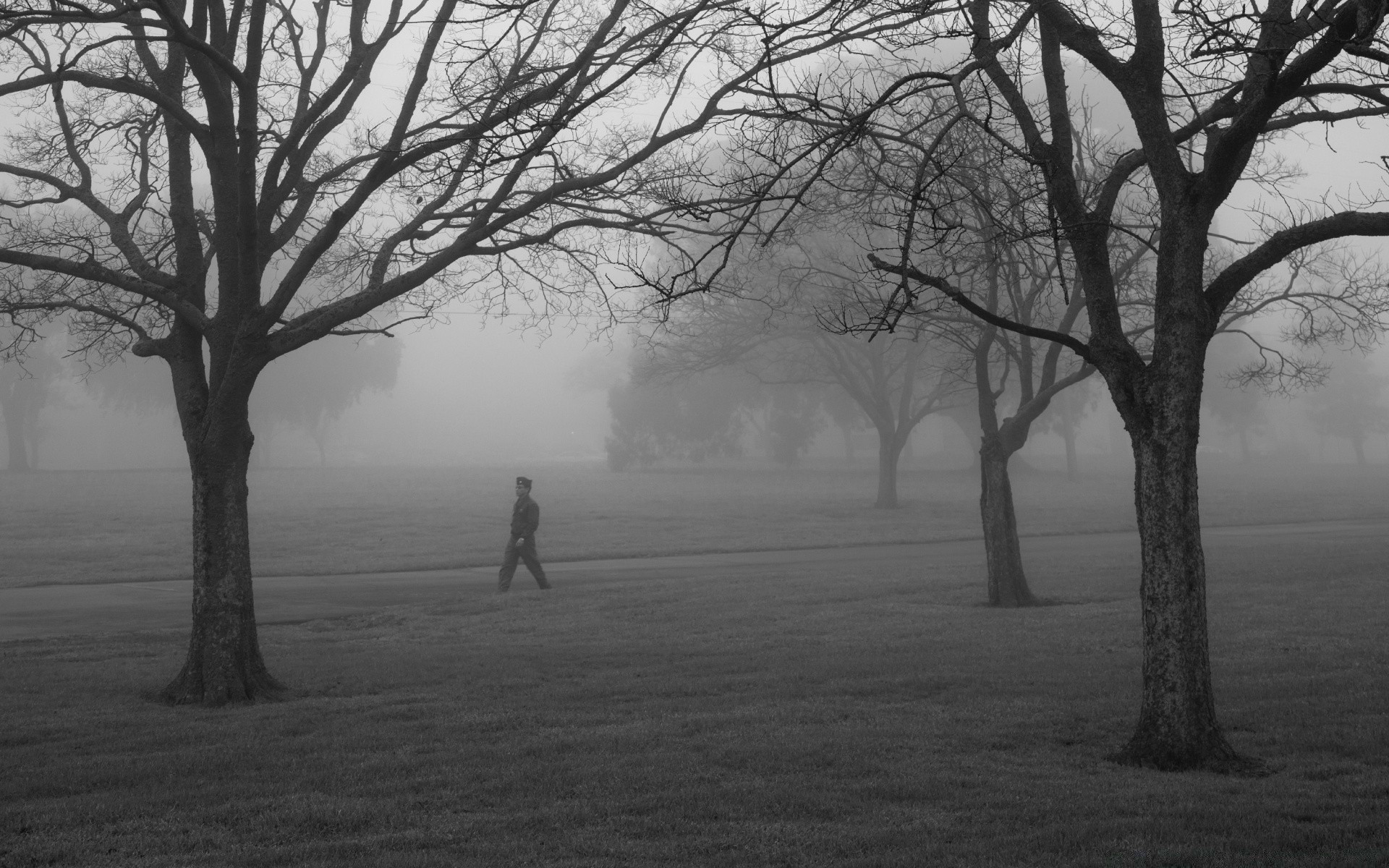 black and white tree fog mist landscape wood dawn backlit alone solitude park fall monochrome nature winter scenic branch shadow weather