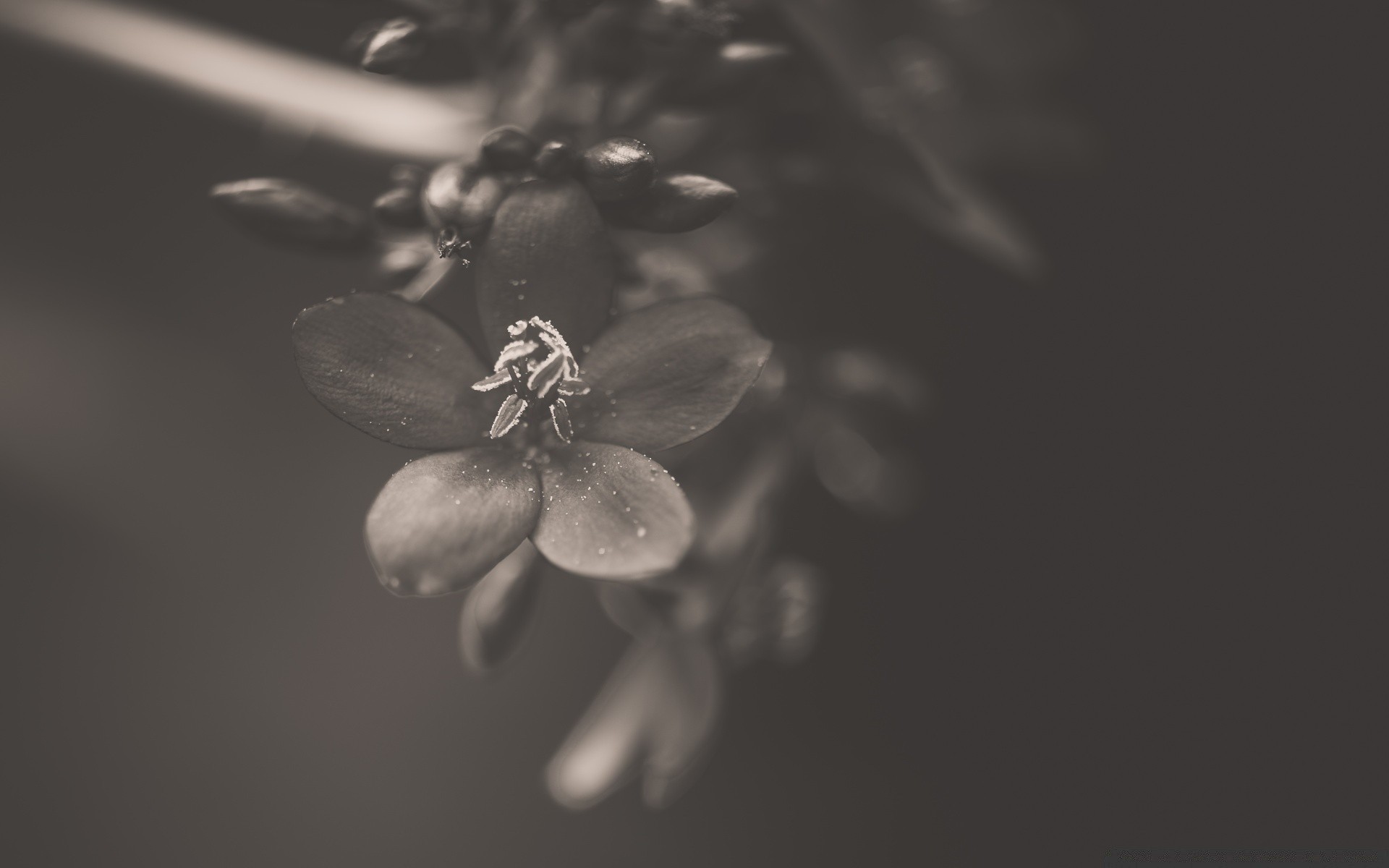 black and white monochrome flower nature blur still life rain dof leaf apple winter