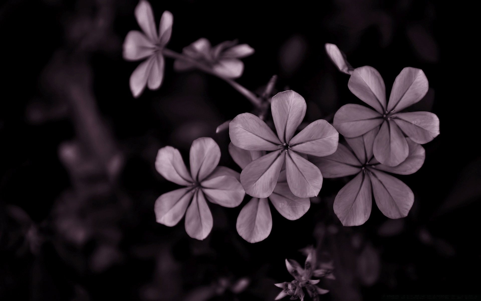 black and white flower flora nature petal close-up beautiful leaf garden floral desktop