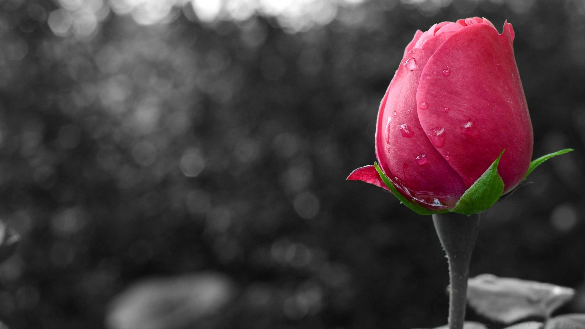 blanco y negro naturaleza flor rosa hoja verano amor brillante tulipán