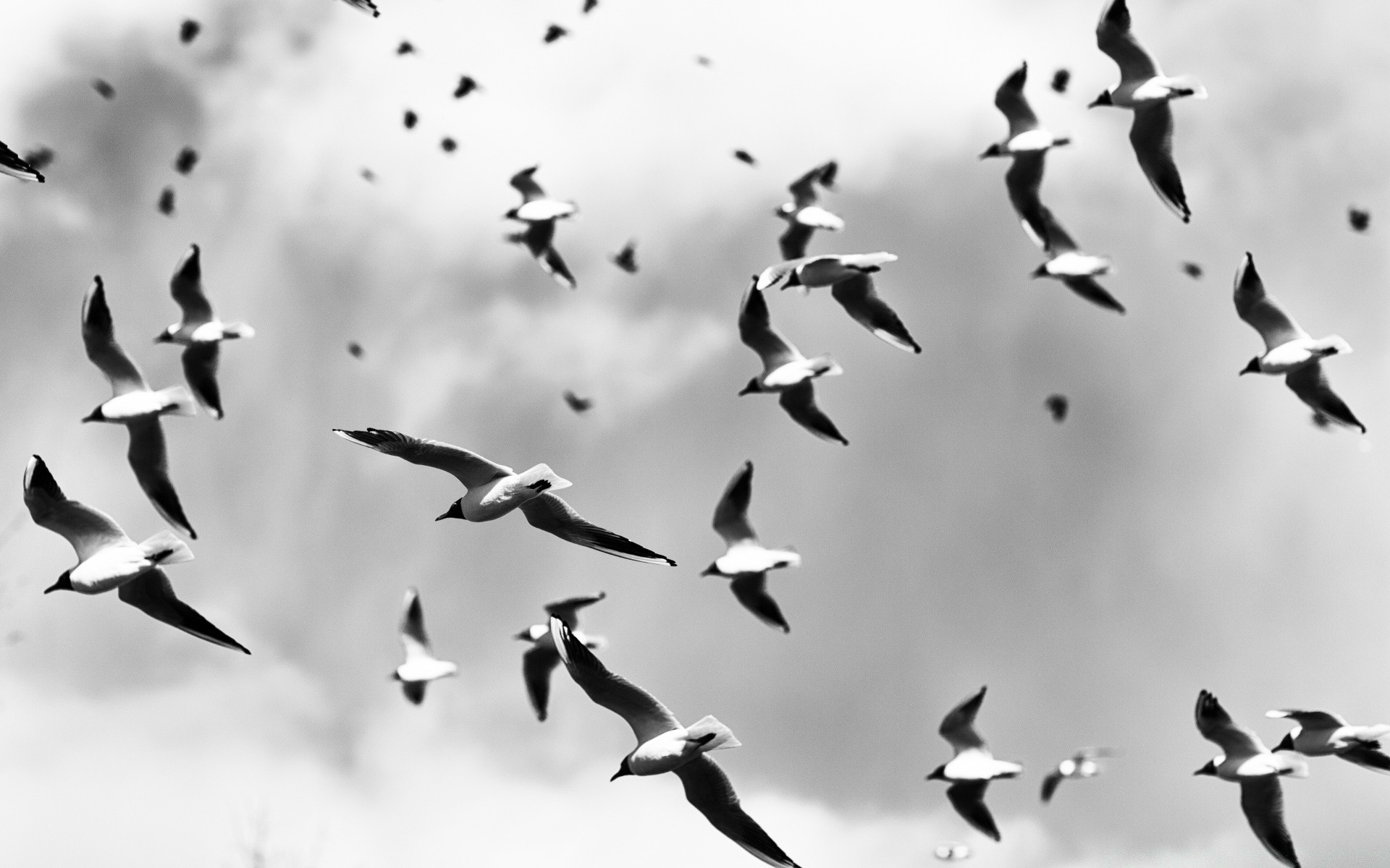 blanco y negro pájaro paloma vuelo gaviota ganso vida silvestre volar cuervo rebaño migración grupo muchos aves acuáticas aves naturaleza pluma ala