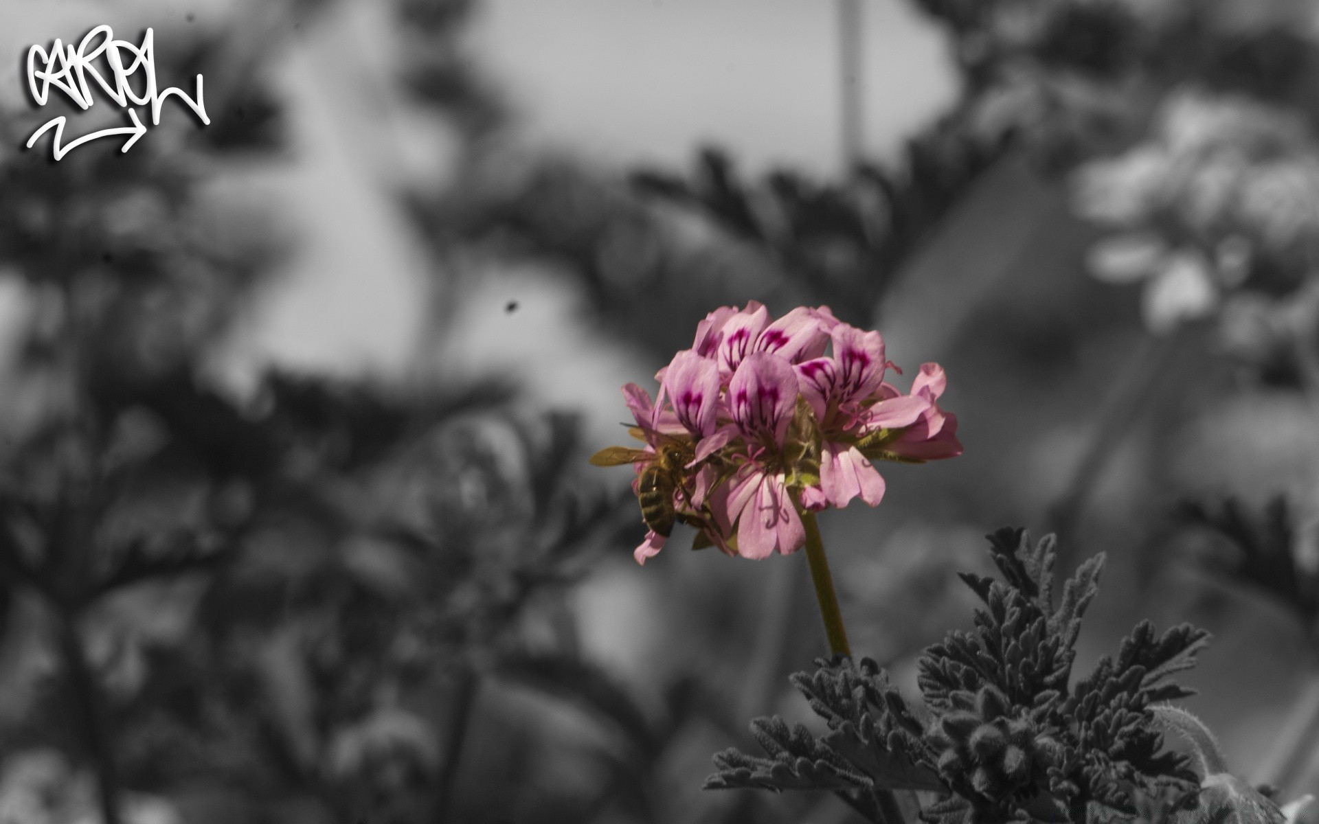 black and white nature outdoors leaf summer flower flora growth bright garden fair weather