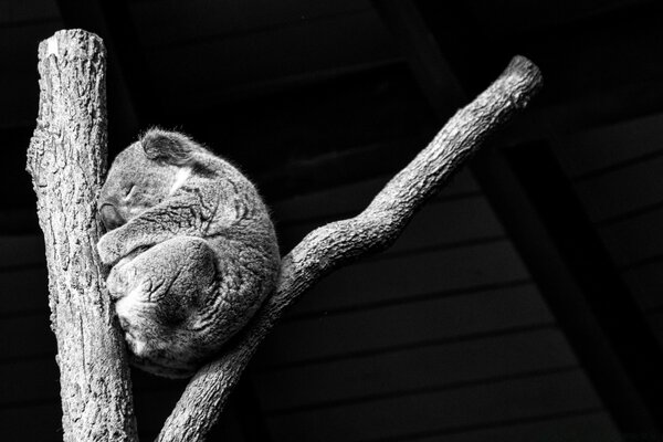 The animal sleeps on a black and white background