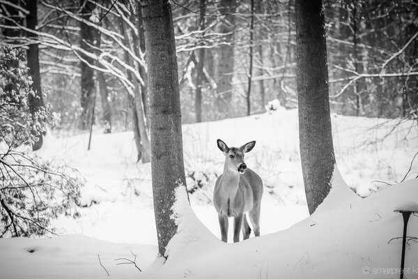 Oleg among the white snowdrifts