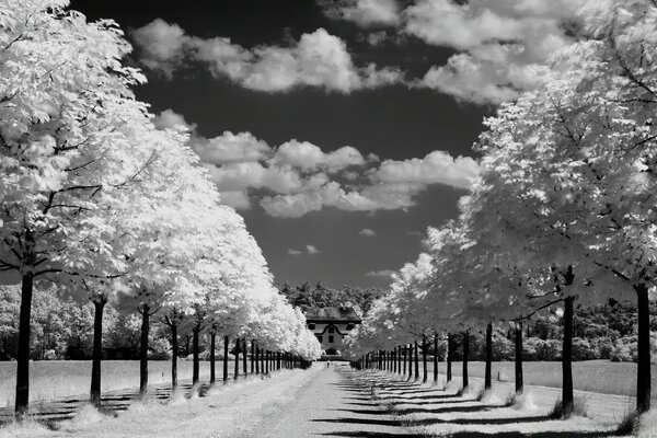 Árboles a lo largo de la carretera en blanco y negro