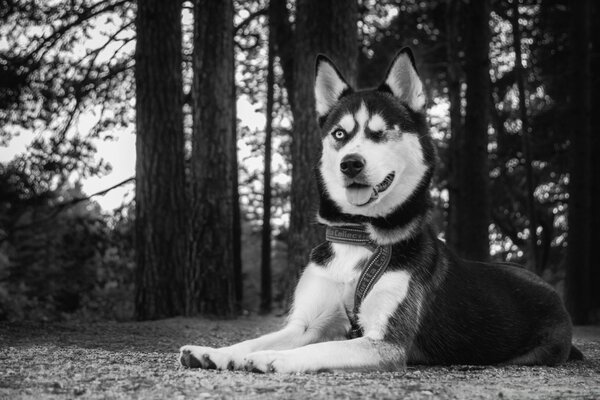 Retrato en blanco y negro de un perro acostado