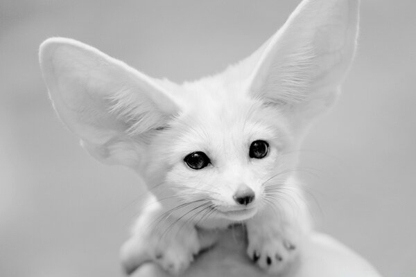 Animal mignon avec de grandes oreilles blanches