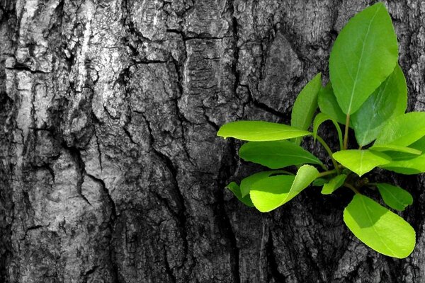 Hojas verdes brillantes en el árbol