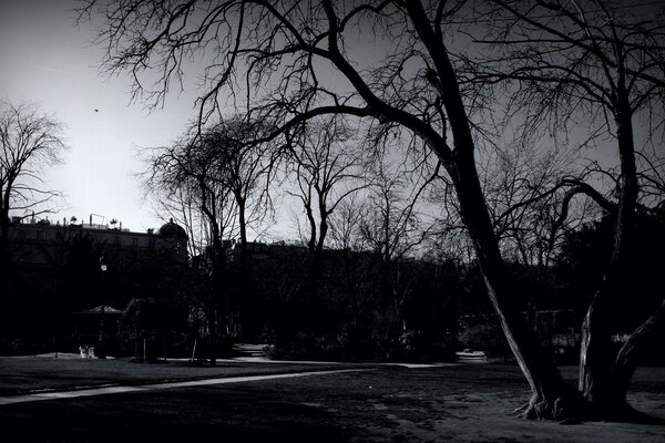 Black and white landscape tree