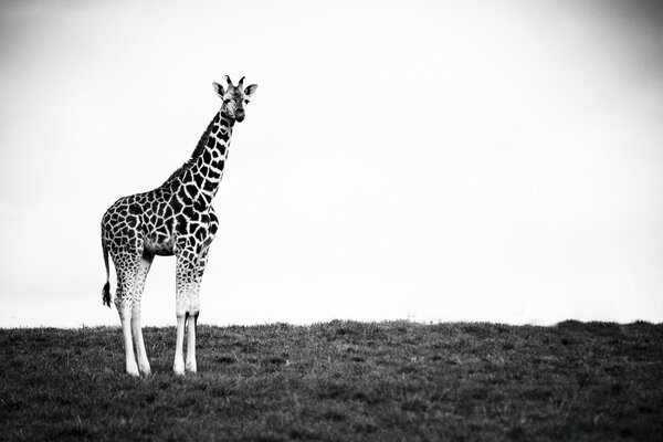 Girafe dans le monde noir et blanc des événements réels