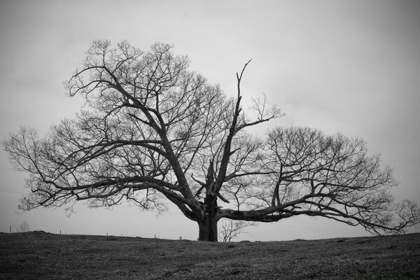 Vieil arbre qui pousse dans le champ