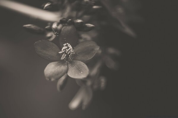 A blurred flower on a black and white background