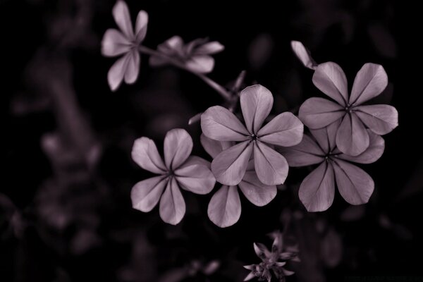 Lindas flores roxas claras de cinco folhas