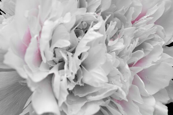 Peony flower close-up