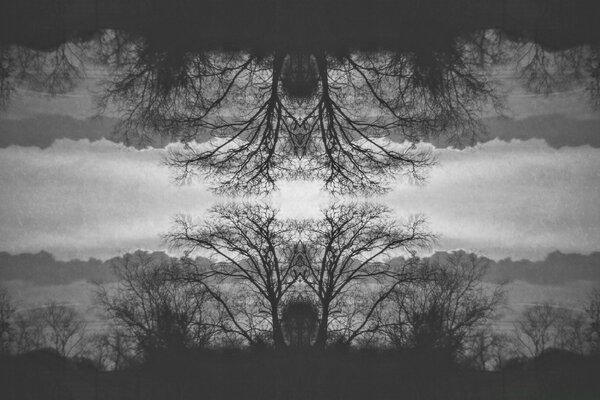 Black and white trees are reflected in the river