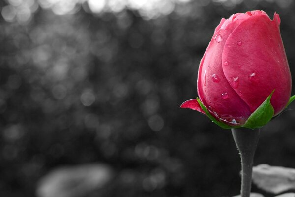 Rosa brillante en el fondo del Jardín