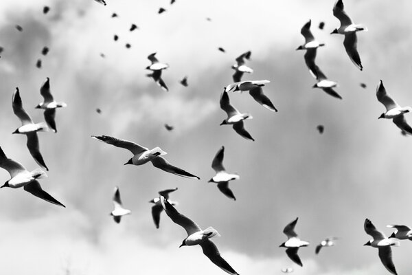A large flock of birds in the sky