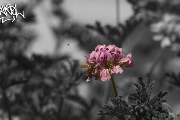 Flor brillante sobre fondo gris