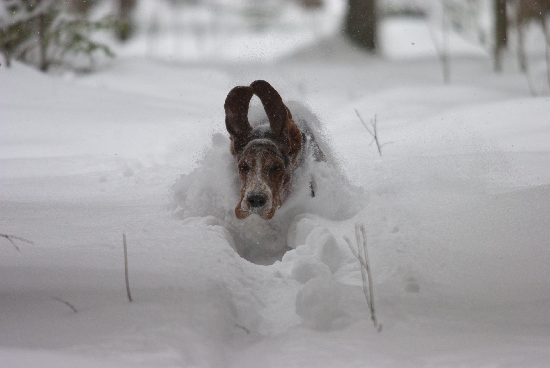 cane neve inverno freddo gelo ghiaccio congelato cane all aperto gelido natura tempesta di neve