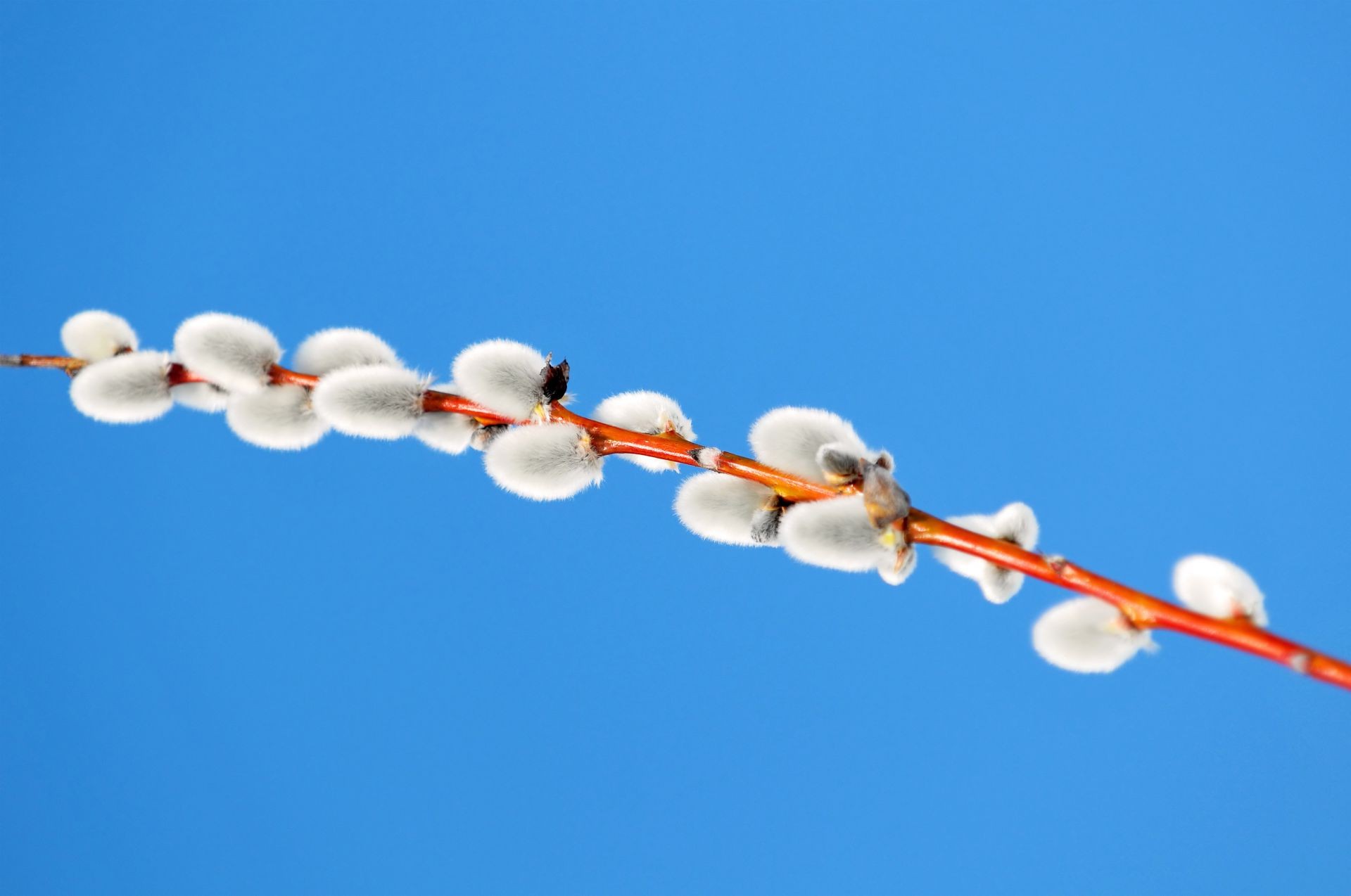 feiertage himmel natur im freien winter blauer himmel baum liebe gutes wetter willow