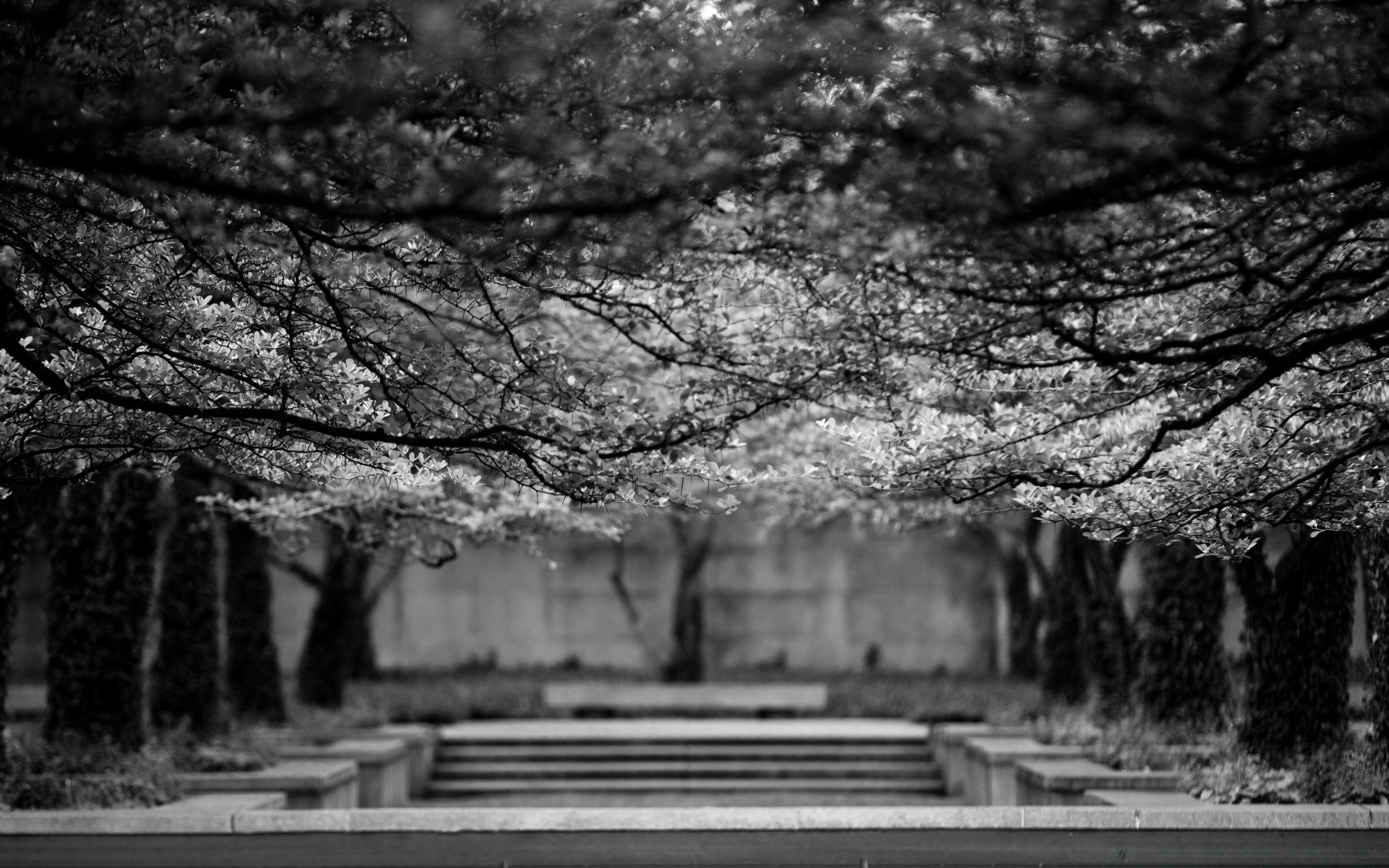 black and white tree park light wood old dark empty travel landscape wall nature monochrome tunnel vintage bench tube