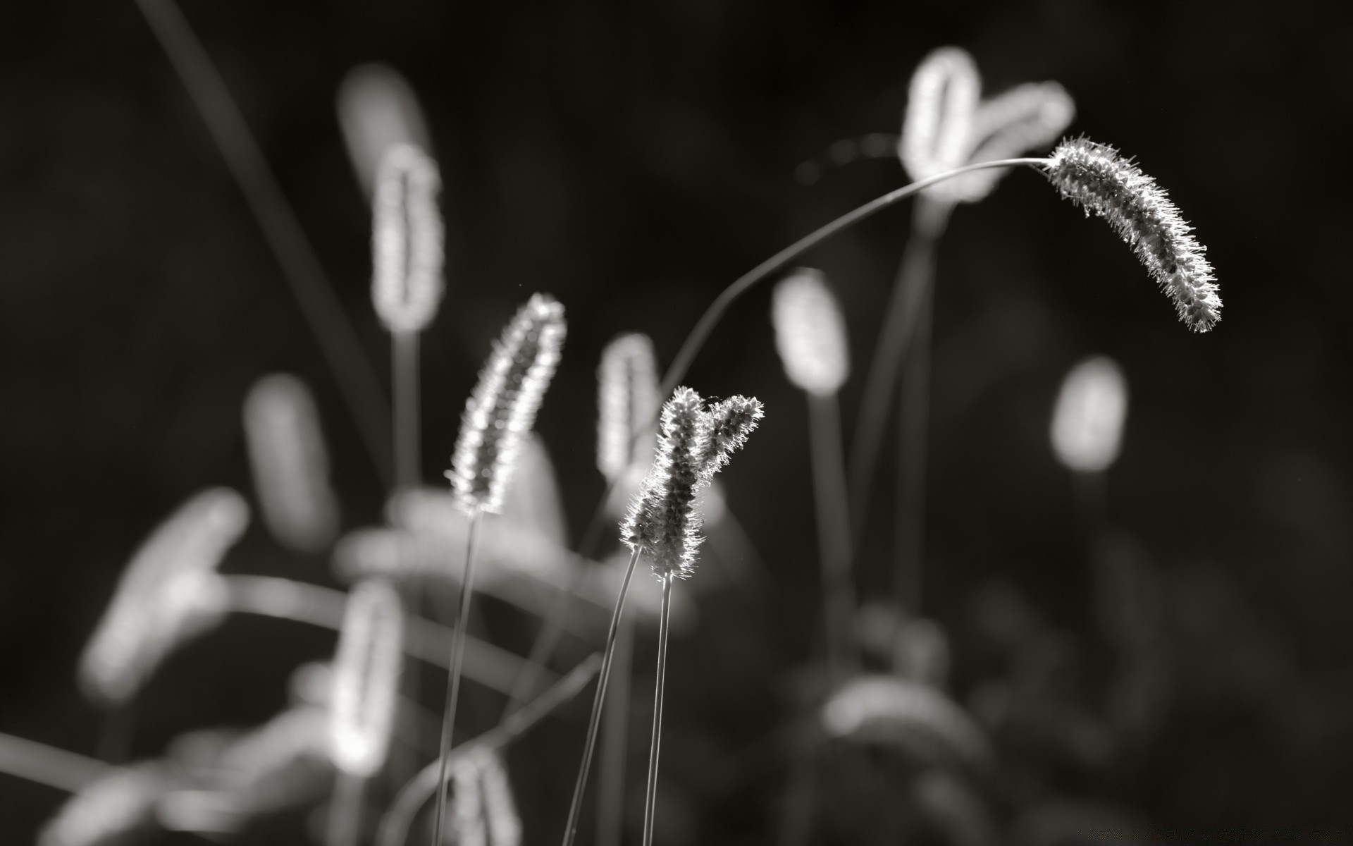 黑白 模糊 自然 花 嫩 夏天 户外 花粉 dof 伙计