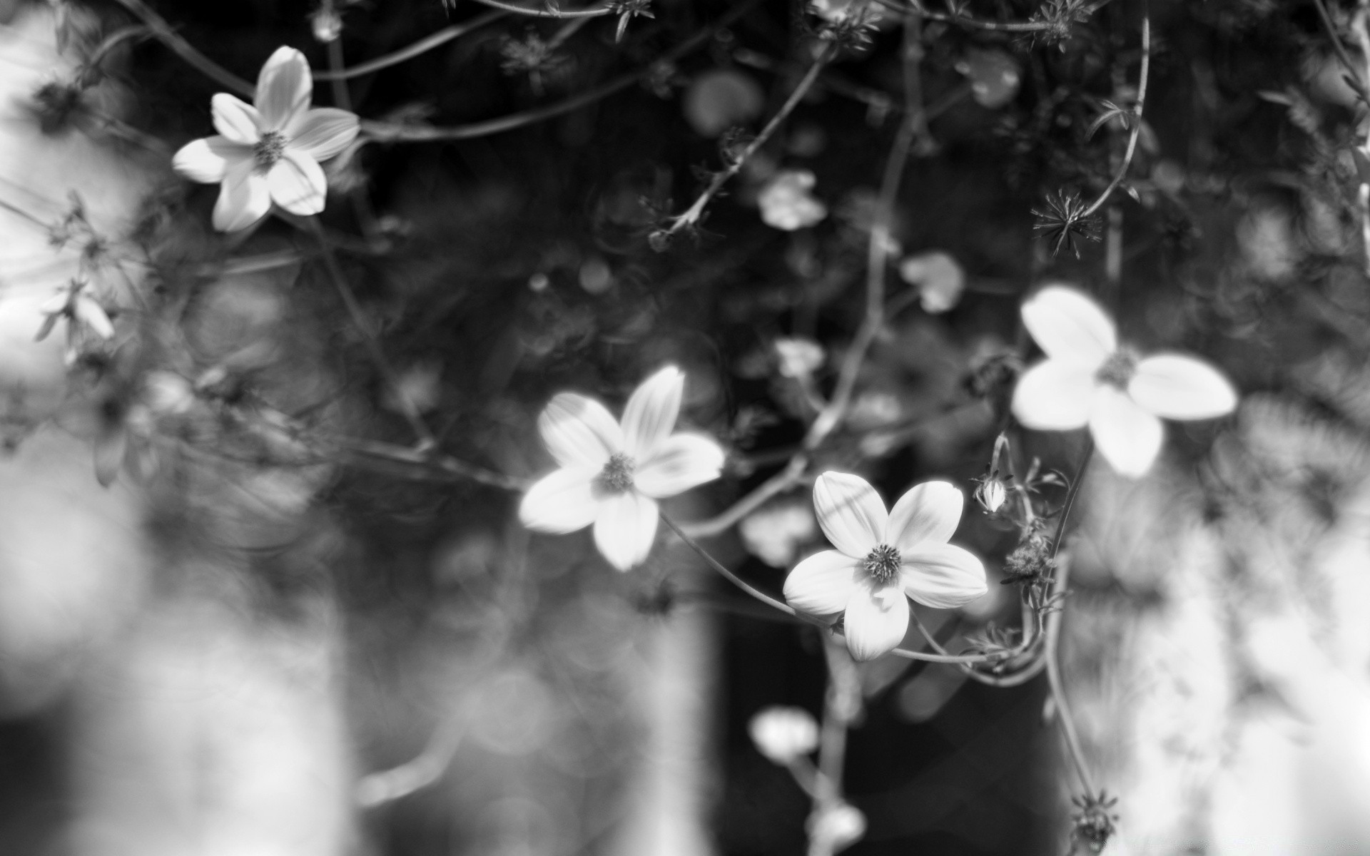 black and white flower monochrome nature flora leaf garden tree dof close-up color beautiful petal blooming blur branch floral park season