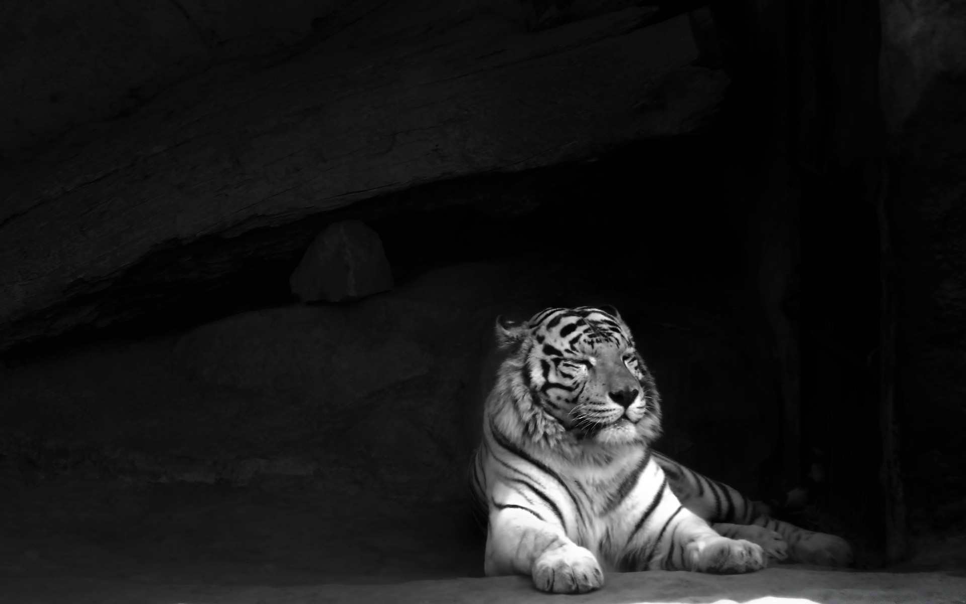 noir et blanc chat portrait mammifère un tigre faune zoo adulte