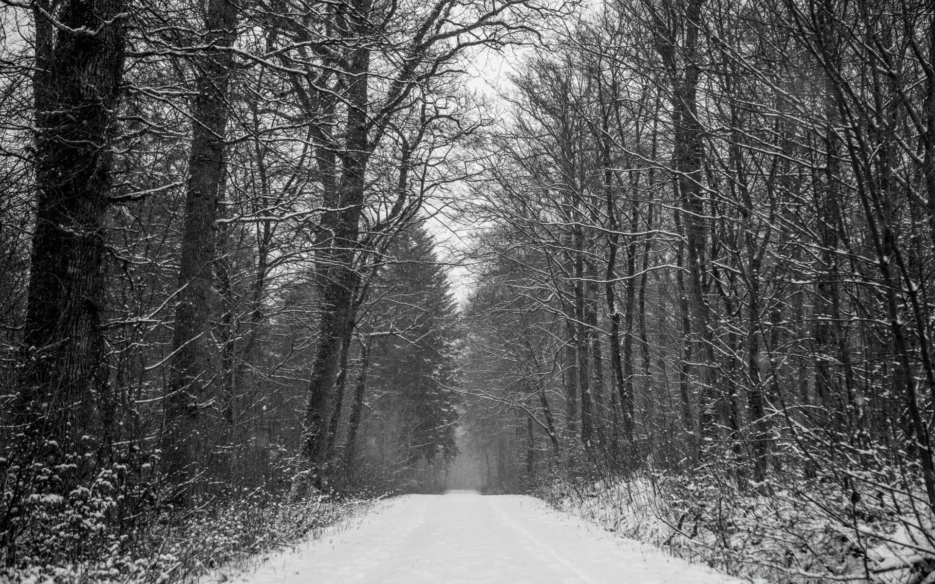 bianco e nero legno inverno albero neve nebbia paesaggio nebbia natura meteo strada parco freddo gelo manuale