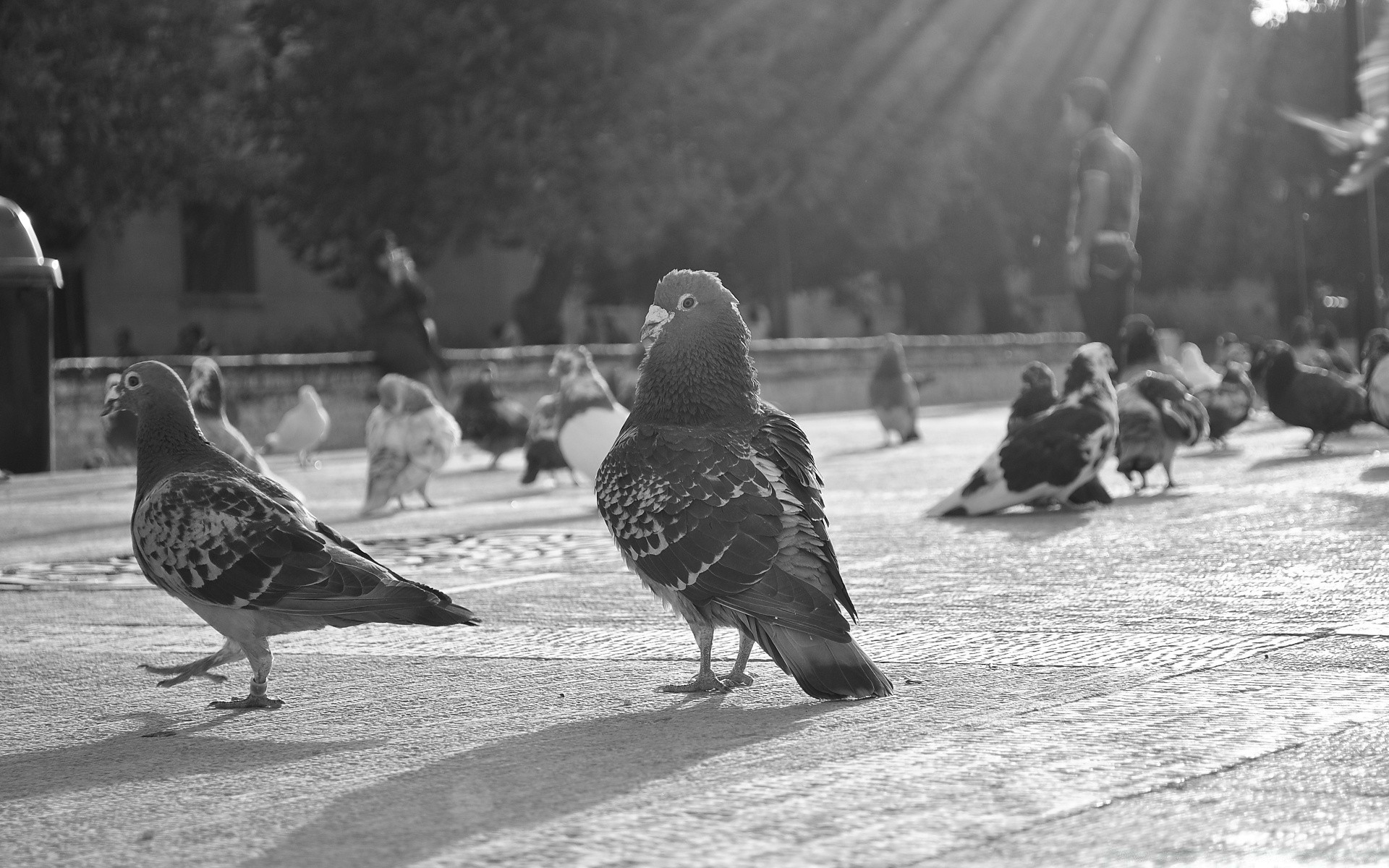 black and white bird pigeon group many two poultry